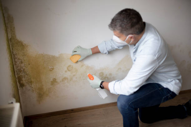 Best Water Damage & Mold Remediation  in Dana Point, CA
